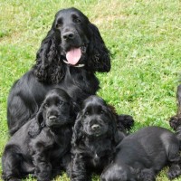 english cocker spaniel dogs puppies black minepuppy